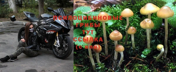 прущие грибы Белокуриха